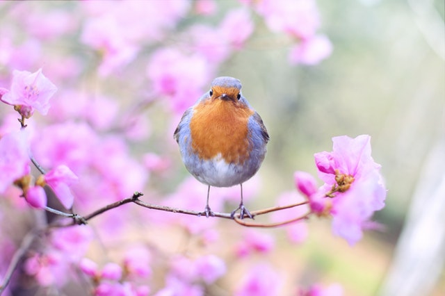 bird on blossom